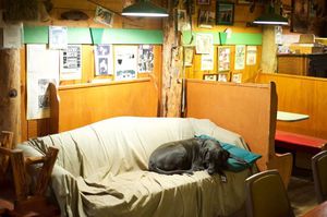 Dog at the bar in Yellow Pine is tired after wild play with other dogs right in the bar!